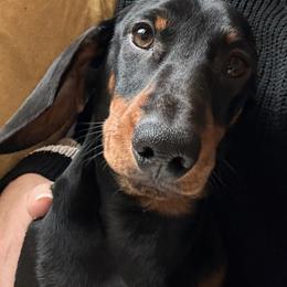 Platinums man Of Steel - Black and tan male Dachshund puppy in Muskego, Wisconsin from Platinum