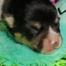 Lime green bandana boy - Black and tan male Pembroke Welsh Corgi puppy in Cherokee, Oklahoma from MCS Farms-OK
