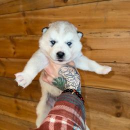 Boy 2 - Sable and white male Siberian Husky puppy in Iron River, Wisconsin from Wiemeri Siberians