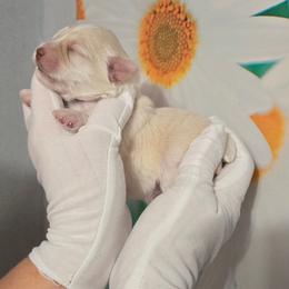 Baymax - Wheaten male Miniature Schnauzer puppy in Hertford, North Carolina from Little Bug Schnauzers