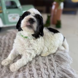 Boy 1 Green collar - Tri-color Bernedoodle puppy in Indiahoma, Oklahoma from Farm Fresh Doodles