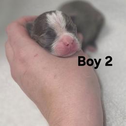 Boy 2 - Blue male Boston Terrier puppy in Ringgold, Georgia from A-K Boston Terriers