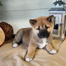Zion - Red male Shiba Inu puppy in Illinois from Precious-Puppies