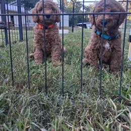 Orange collar boy - Red  male Poodle puppy in Hogansville, Georgia from Grace Colt Farms