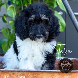 Talon - Tri-color male Bernedoodle puppy in Allerton, Iowa from Jewell Kennels