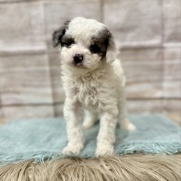 Rex - Merle male Cavapoo puppy in Logan, Utah from Mountain View Doodles