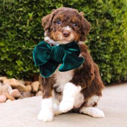 Bernedoodles, Golden Aussiedoodles, and Goldendoodles from Vallevistadoodles