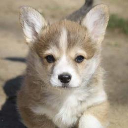 Pembroke Welsh Corgi Puppies from Rees Corgis