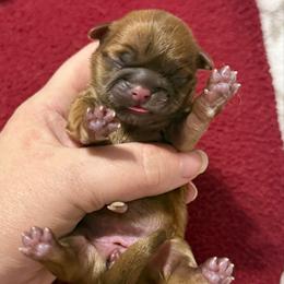 Solid girl - Liver female Shih Tzu puppy in Berkeley Springs, West Virginia from Sandridge Shih Tzus