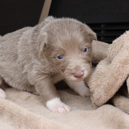 Purple Collar - Lilac female Border Collie puppy in Courtland, Alabama from C Bar C Ranch Border Collies