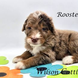 Rooster - Red merle Aussiedoodle puppy in Lancaster, Minnesota from Wilson Cattle Co.