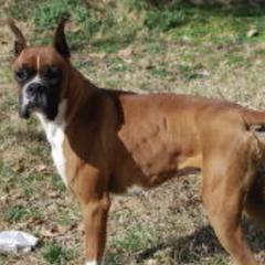 Boxers from Margaret Bramlett's Boxers