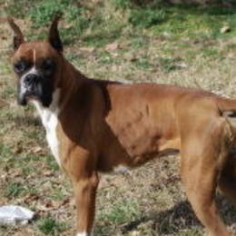 Boxers from Margaret Bramlett's Boxers