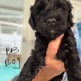BB black boy 1 - Black male Cockapoo puppy in Haines City, Florida from Camic Cockapoos