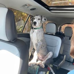 Great Dane All Grown Up from Blue Dane Ridge