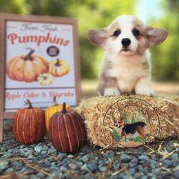 Biscuit - Red male Pembroke Welsh Corgi puppy in Cameron, North Carolina from Butts Family Corgis