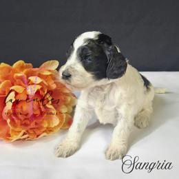 Sangria - Black and white female Cockapoo puppy in Mancelona, Michigan from Lavender poodles & doodles