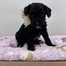 Ozzy - Black female Goldendoodle puppy in Rising Sun, Indiana from Ruby Lane Doodles
