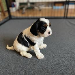 Tri girl 2 - Tri-color female Cavalier King Charles Spaniel puppy in Phoenix, Arizona from Larisa's Cavaliers