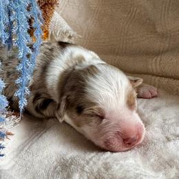 Cedar - Red merle male Australian Shepherd puppy in Ramona, California from Blue Moon Aussies