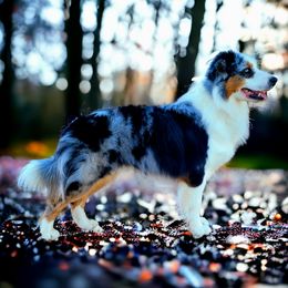 Australian Shepherds and Golden Retrievers from Dogs of Diamond B