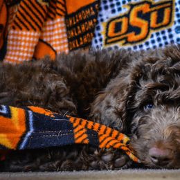 Poodle Puppies from Storybook Standards