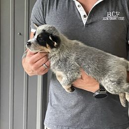 Scarlett - Female 4 - Blue female Australian Cattle Dog puppy in Jefferson, South Carolina from Blue Creek Farms