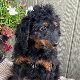 Cally - Tri-color female Bernedoodle puppy in Caldwell, Idaho from Treasure Valley Poodles