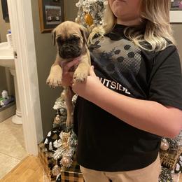 Boy 4 - Fawn male Cane Corso puppy in Olympia, Washington from Grayling Dawn Cane Corso