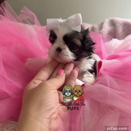 Birdi - Tricolor female Shih Tzu puppy in Walkertown, North Carolina from Lil’ Bit’s Shih Tzu