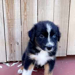 Girl 9 - Black tri-color Australian Shepherd puppy in Chino, California from RanchLand Aussies HC
