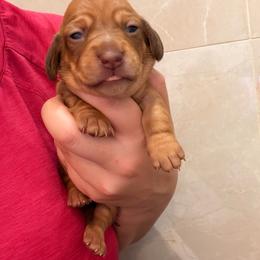 Sally - Red female Dachshund puppy in Southwest Ranches, Florida from Breezy Florida Dachshunds