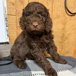 Autumn - Brown and white female Aussiedoodle puppy in Greensburg, Kentucky from Doodle Me Crazy