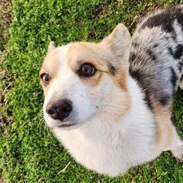 Kajun - Pembroke Welsh Corgi
