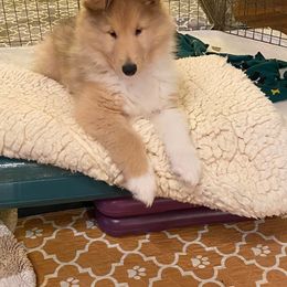 Collie Puppies from Plum Creek Collies
