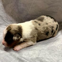McKenzie - Blue merle female Australian Shepherd puppy in Mount Vernon, Texas from RJ's Aussie Posse