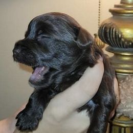 Yorkipoo and Yorkshire Terrier Puppies from Danza Bolo