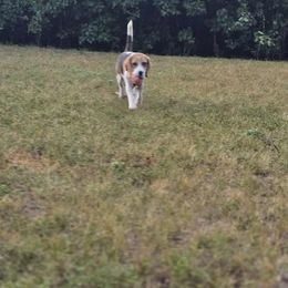 Beagle puppies from StillCreek