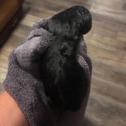 Boy 4 - Black male Labrador Retriever puppy in Cullman, Alabama from Chara’ Labradors