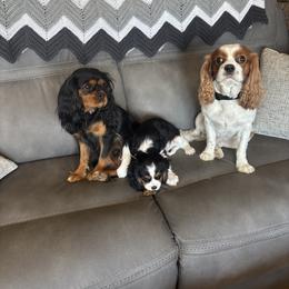 Cavalier King Charles Spaniel Puppies from Crosby's Cavaliers
