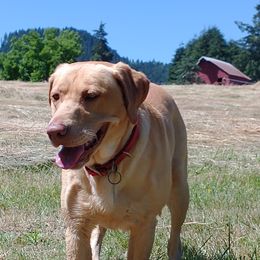 Hank - Labrador Retriever
