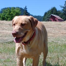 Hank - Labrador Retriever