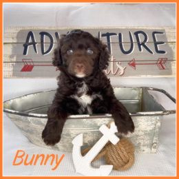 Lagotto Romagnolo and Portuguese Water Dog Puppies from Shooting Star Water Dogs