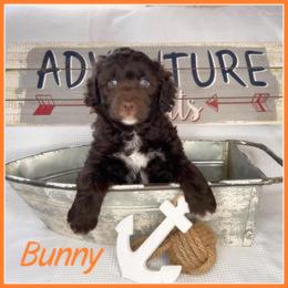 Lagotto Romagnolo and Portuguese Water Dog Puppies from Shooting Star Water Dogs