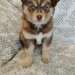 Pomsky Puppies from Chi-Town Pomsky