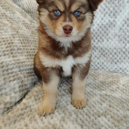 Pomsky Puppies from Chi-Town Pomsky