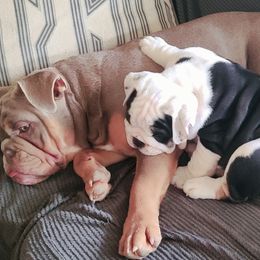 Bulldog Puppies from Pappy's Bullies