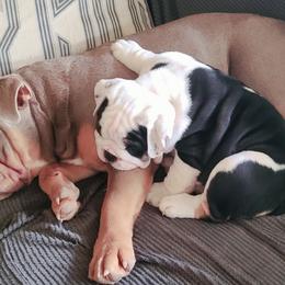 Bulldog Puppies from Pappy's Bullies