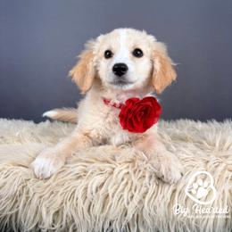 Liberty - Cream female Goldendoodle puppy in Utah County, Utah from Big Hearted Breeders