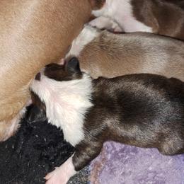 Boston Terrier Puppies from M&Bs Boston Terriers